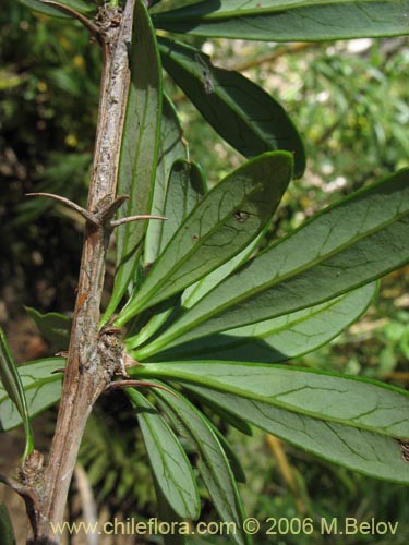 Image of Berberis trigona (Calafate / Michay). Click to enlarge parts of image.